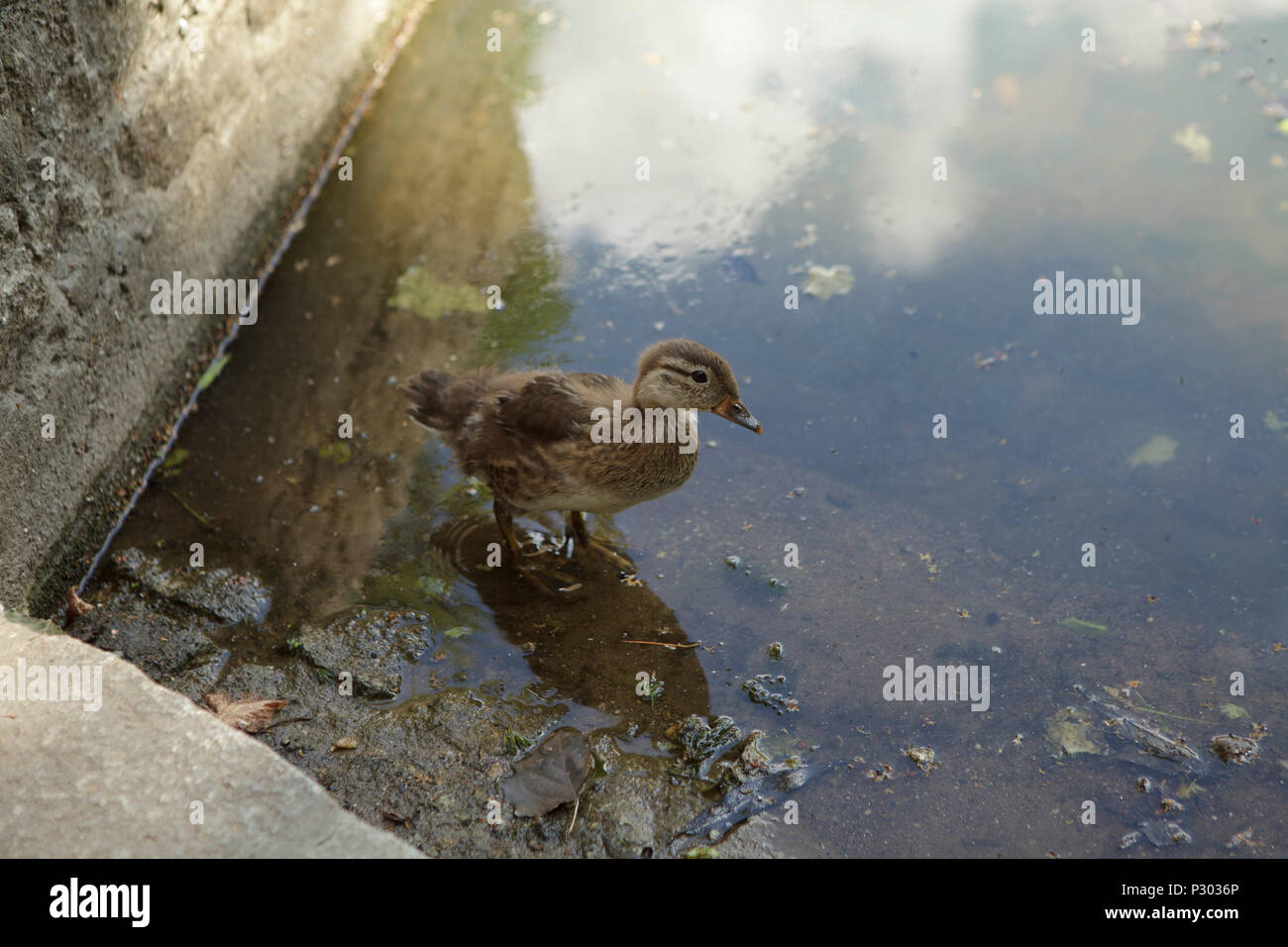 Junge Ente in park Teich, in der Nähe Stockfoto