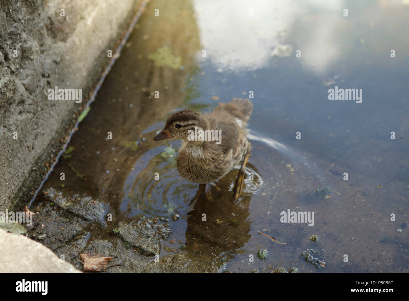 Kleine Ente auf einer Bank der park Teich, in der Nähe Stockfoto