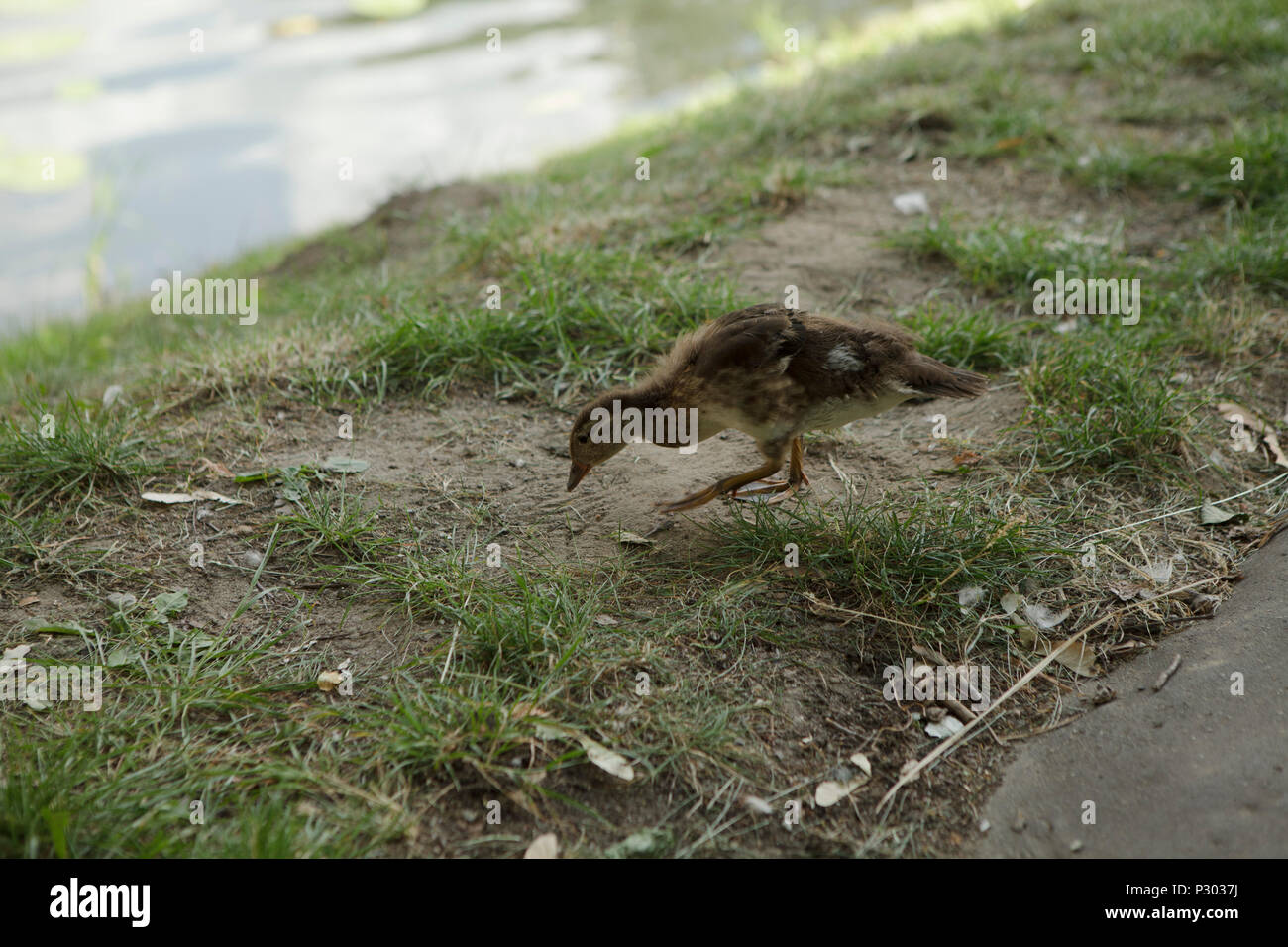 Junge Ente auf der Suche nach Futter auf einem Gras Stockfoto
