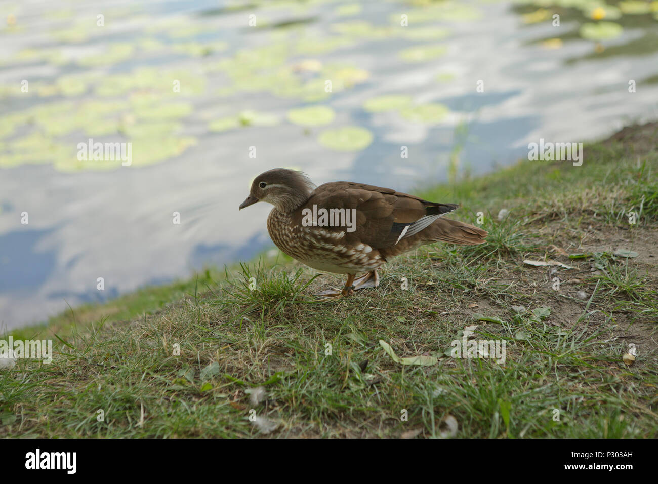 Junge Ente auf einer Bank an einem See, in der Nähe Stockfoto