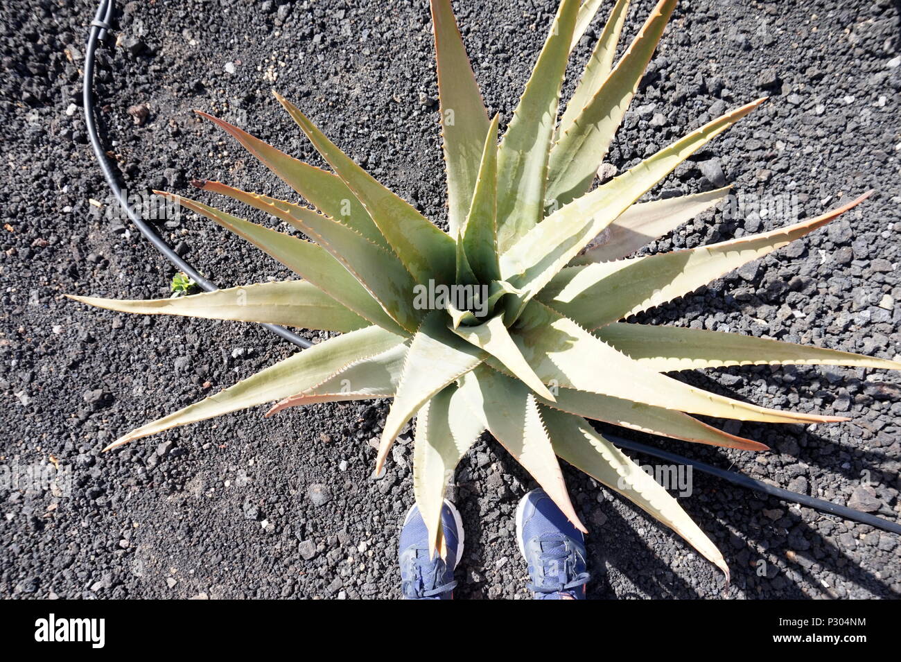 Eine Aloe Vera Pflanze auf einem Bauernhof in Fuerteventura, Spanien Stockfoto