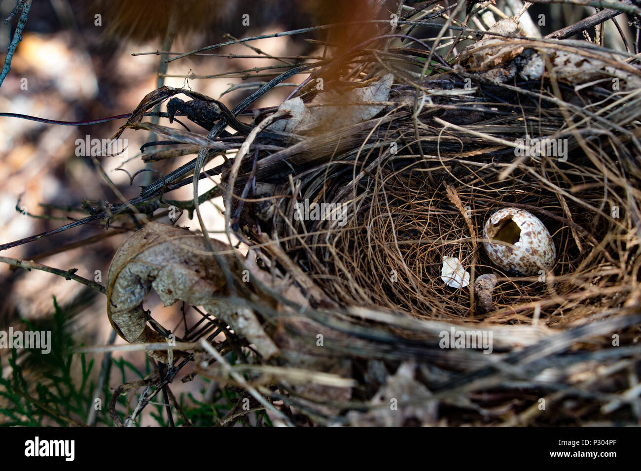 Leeres nest Stockfoto