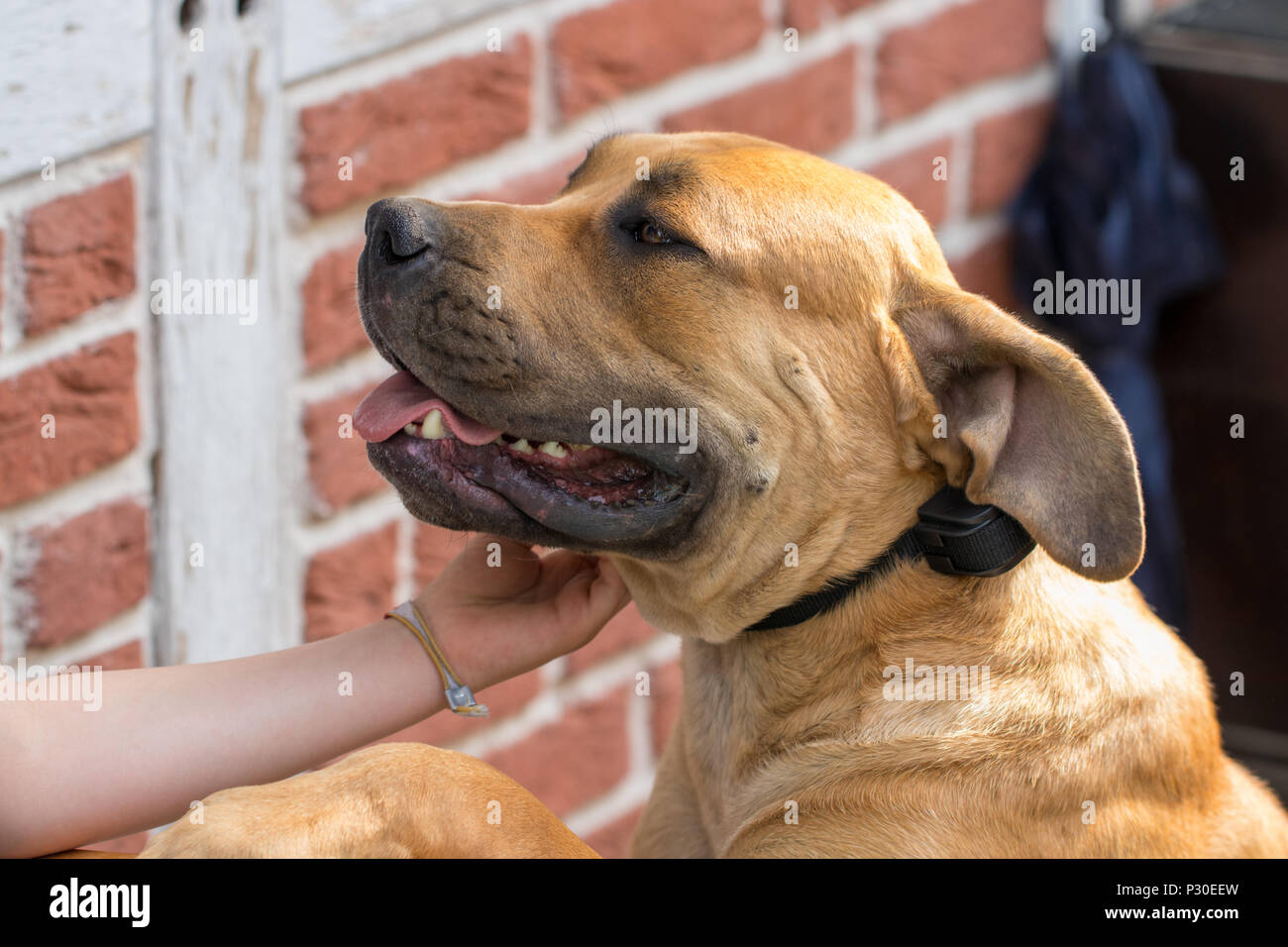 Reinrassige großen braunen Südafrikanischen massive Hund Arten Boerboel