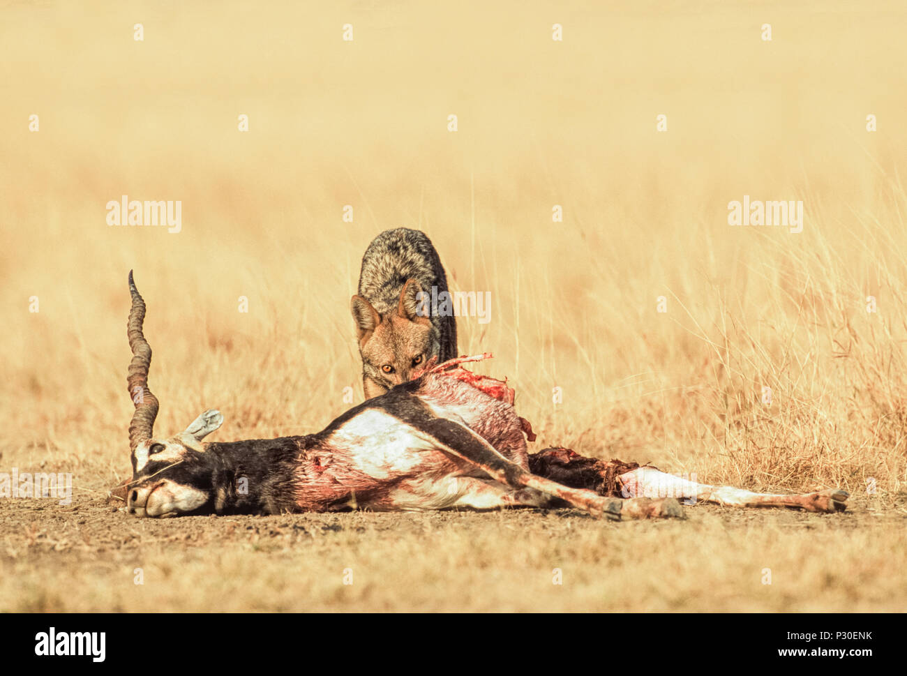 Indischen Schakal, (Canis aureus indicus), auch bekannt als Golden Schakal, (Canis aureus), Fütterung auf indischen Hirschziegenantilope, Velavadar, Gujarat, Indien Stockfoto