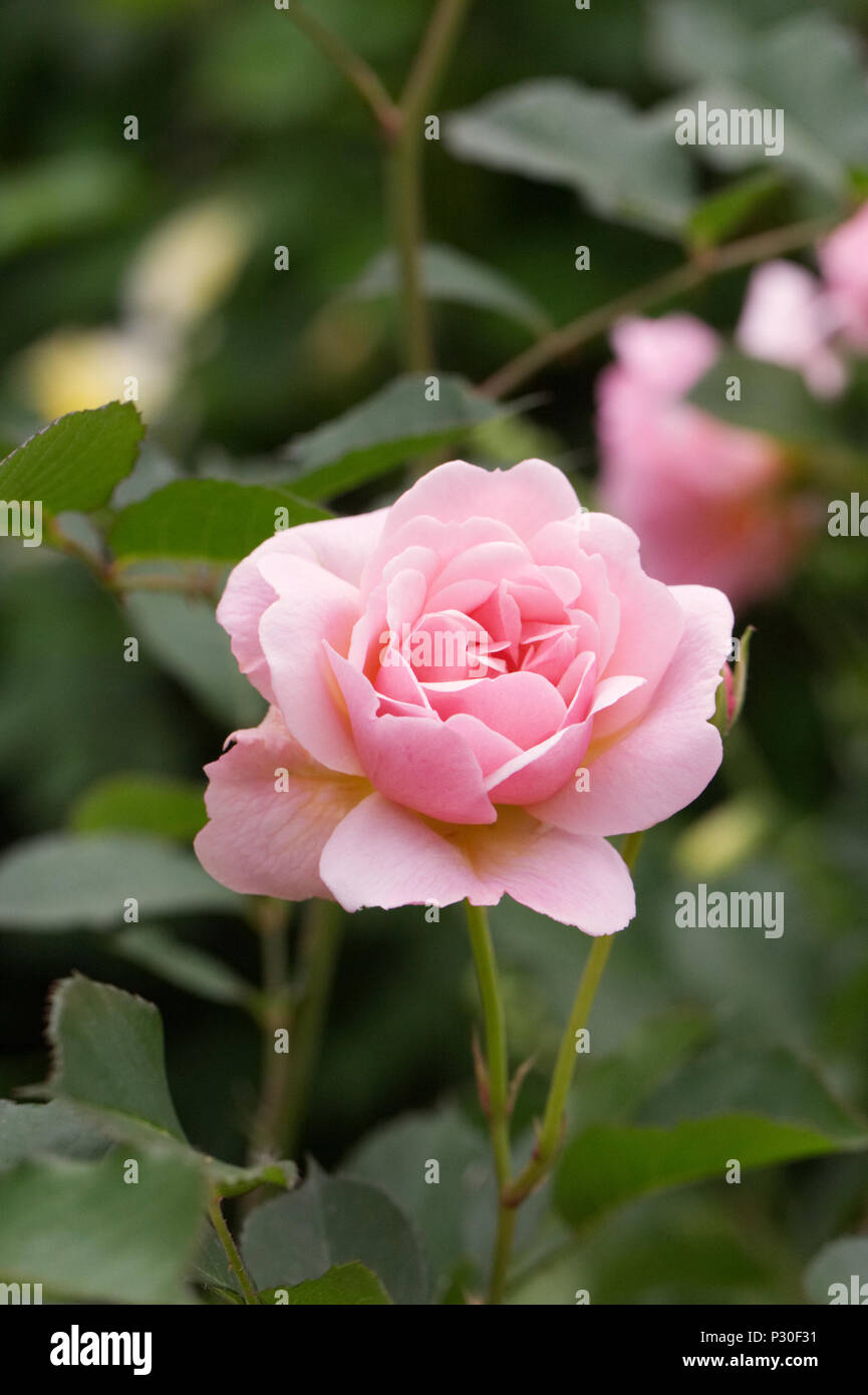Rosa "Felicia" Blume. Strauch stieg in einen Englischen Garten. Stockfoto