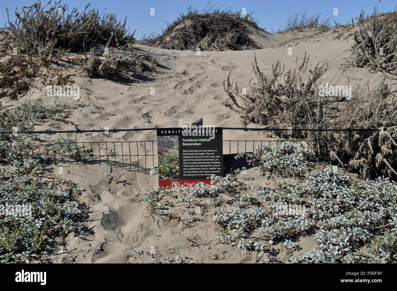 Sensiblen Lebensraum, dune Wiederherstellung anmelden Crissy Strand in San Francisco, Kalifornien Stockfoto