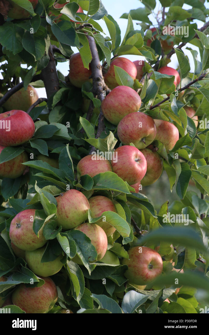 Futterkamp,   Deutschland, Äpfel auf einem Apfelbaum Stockfoto