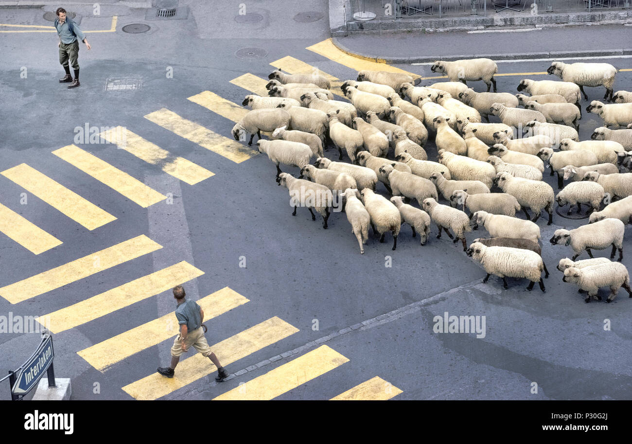 Eine Herde von Wolligen Schafe zurück zu Ihrer Farm Weiden gebracht, nachdem die Beweidung werden alle Sommer in hochalpine Wiesen sind durch zwei Hirten durch die Straßen von Appenzell, Schweiz geleitet. Dies ist Teil eines traditionellen saisonale Migration von Schafen, Rindern und Ziegen aus Betrieben in Gebirgstälern zu höher gelegenen Weiden oberhalb der Waldgrenze. Die jährliche Aufstieg und Abstieg der Tiere ist oft durch Volksfeste in den Bergdörfern begleitet. Stockfoto
