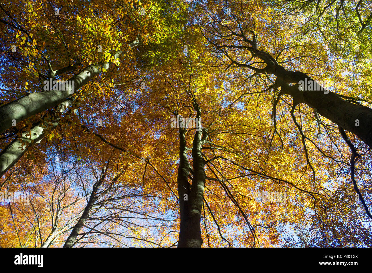 Herbst Bäume im Wald - Wechsel der Jahreszeiten Stockfoto