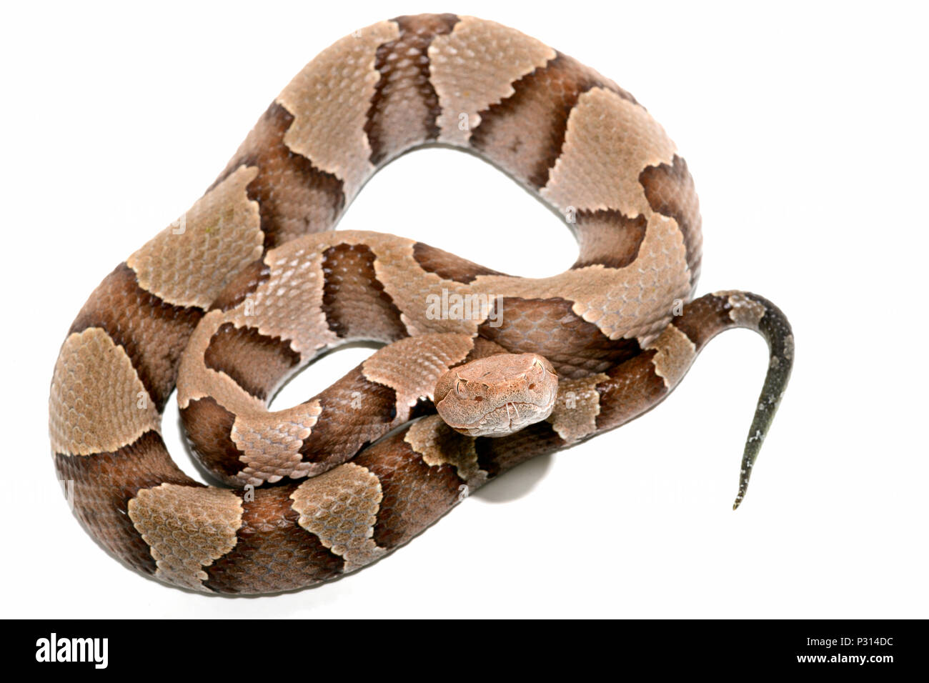 Östlichen Copperhead (Agkistrodon contortrix) Close-up auf weißem Hintergrund. Stockfoto