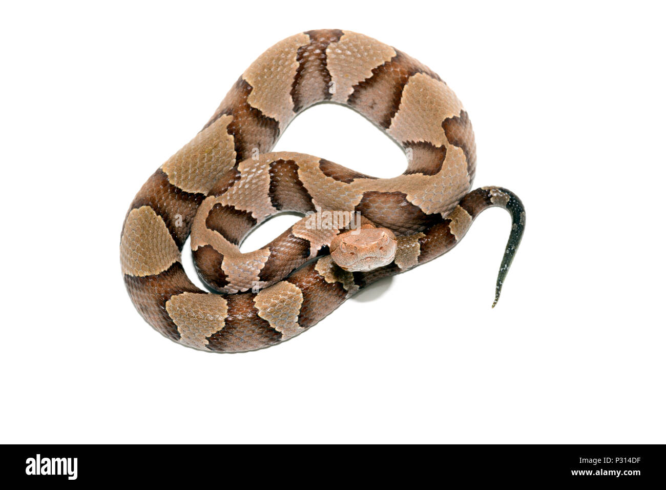 Östlichen Copperhead (Agkistrodon contortrix) Close-up auf weißem Hintergrund. Stockfoto