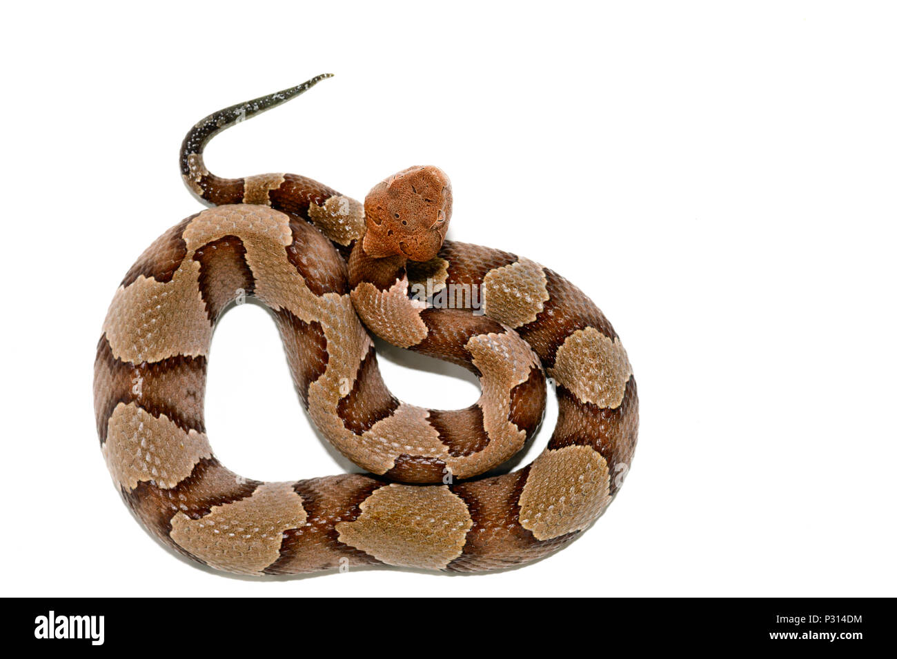 Östlichen Copperhead (Agkistrodon contortrix) Close-up auf weißem Hintergrund. Stockfoto