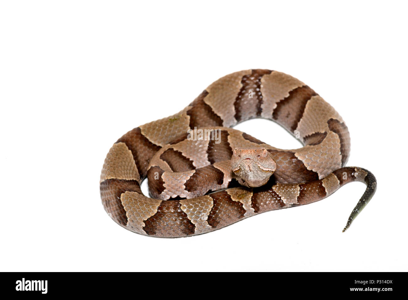 Östlichen Copperhead (Agkistrodon contortrix) Close-up auf weißem Hintergrund. Stockfoto