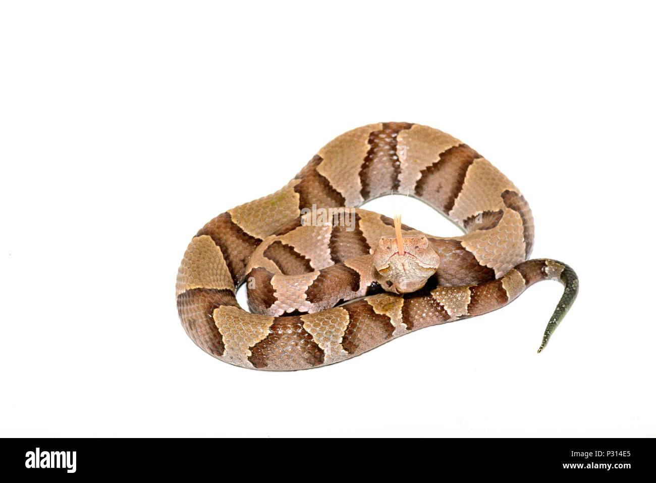 Östlichen Copperhead (Agkistrodon contortrix) Close-up auf weißem Hintergrund. Stockfoto