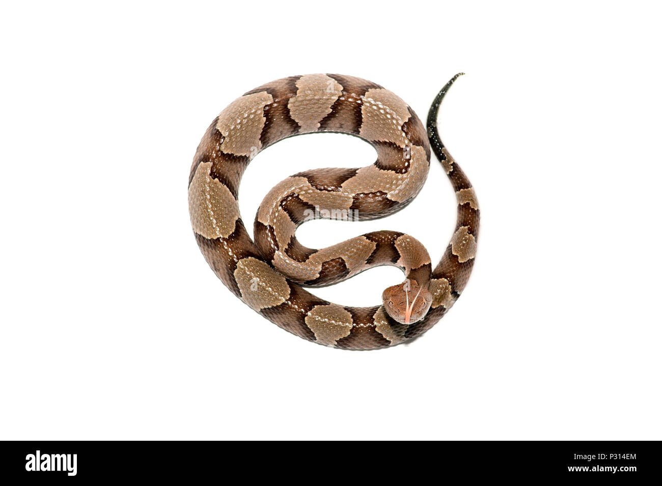 Östlichen Copperhead (Agkistrodon contortrix) Close-up auf weißem Hintergrund. Stockfoto