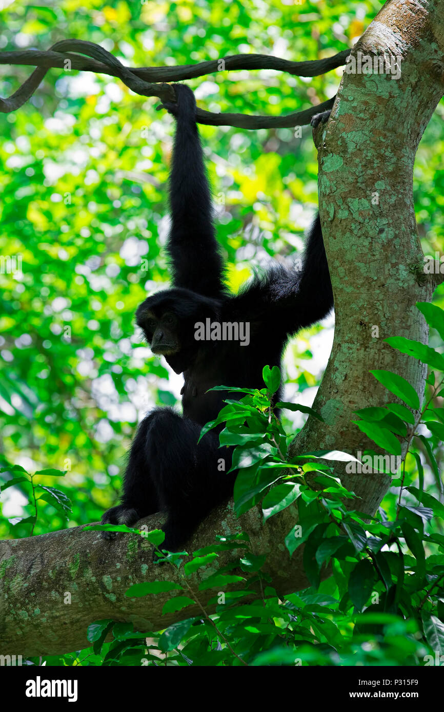 Wilde Siamang Gibbon Stockfoto