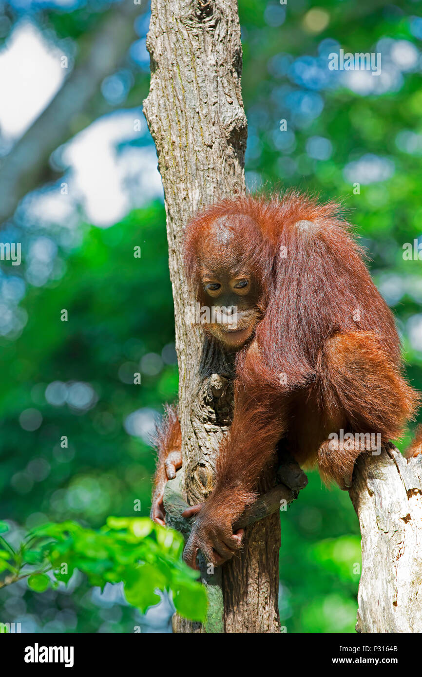 Wilde Borneo Orang-Utan Stockfoto