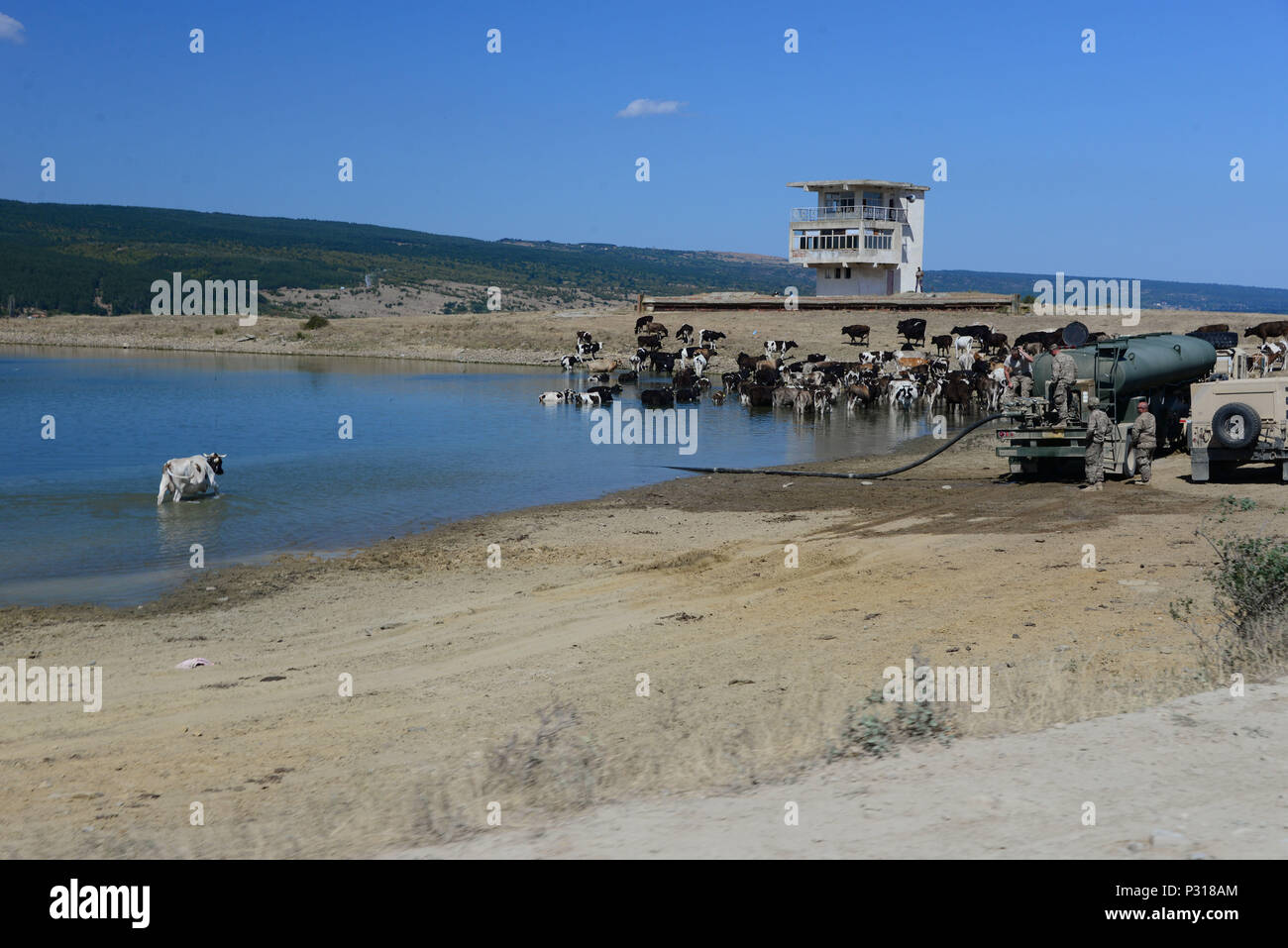 Soldaten des 194Th Engineer Brigade, Tennessee Army National Guard, füllen Sie Wasser Lkw aus einem Teich, während freie Strecke Vieh Aug 16, 2016 Baden, bei Novo Selo, Bulgarien. Lokale Rinder und Schafe Hirten regelmäßig Herde thier Tiere über NSTA. Tennessee National Guard Soldaten und Piloten wurden auf Drehungen thier Teile der Projekte als Teil der Operation "entschlossener Schloss 16, einen laufenden Betrieb militärischer Bau abzuschließen, um Osteuropäische Basis Infrastruktur und helfen, die Beziehungen zwischen der Tennessee State Partnerschaft mit Bulgarien zu stärken. (U.S. Air Natio Stockfoto