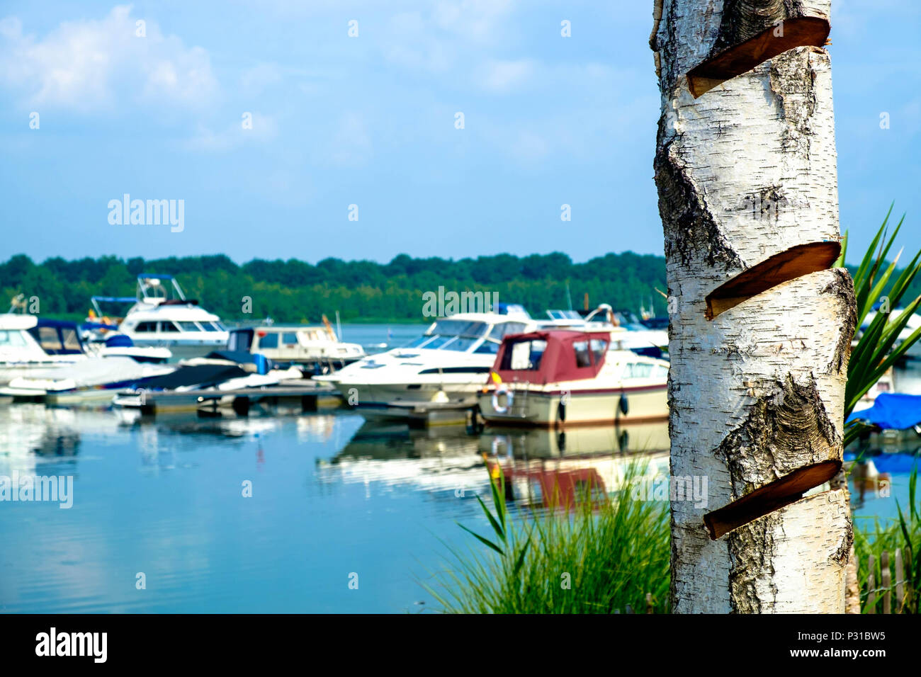 Im Vordergrund ein Baumstamm hat mehrere arty Kerben. Im Hintergrund liegt der Yachthafen "Port Aventura" in Mol, Belgien, mit Tag Kreuzer. Stockfoto