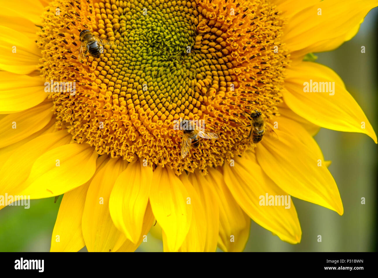 Drei Bienen arbeiten auf einer Sonnenblume in einem Garten im Belgischen Mol. Die Blume blüht und zeigt wunderschöne, helle Farben. Stockfoto