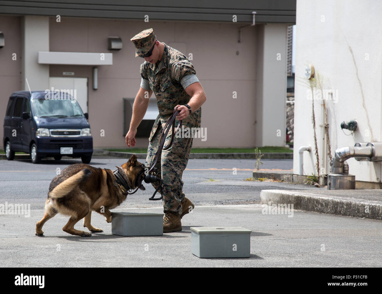 Us-Marines von Propst Marschallamt K-9 Einheit mit der Präfektur Hiroshima Polizeipräsidium Offiziere und der Japan Maritime Verteidigung-kraft Kure Reparatur und Lieferung Werk Petroleum Terminal Unit Militär Hundeführer bei Marine Corps Air Station Iwakuni, Japan, Nov. 24, 2016 geschult. Handler und ihre militärische Arbeitshunde trainieren regelmäßig in einer Vielzahl von Bereichen wie der Suche nach Sprengstoff und Betäubungsmitteln, die Durchführung von Patrouillen und die menschliche Verfolgung, um eine schlagkräftige Mannschaft zu formen. (U.S. Marine Corps Foto von Lance Cpl. Farbo) Jakob A. Stockfoto