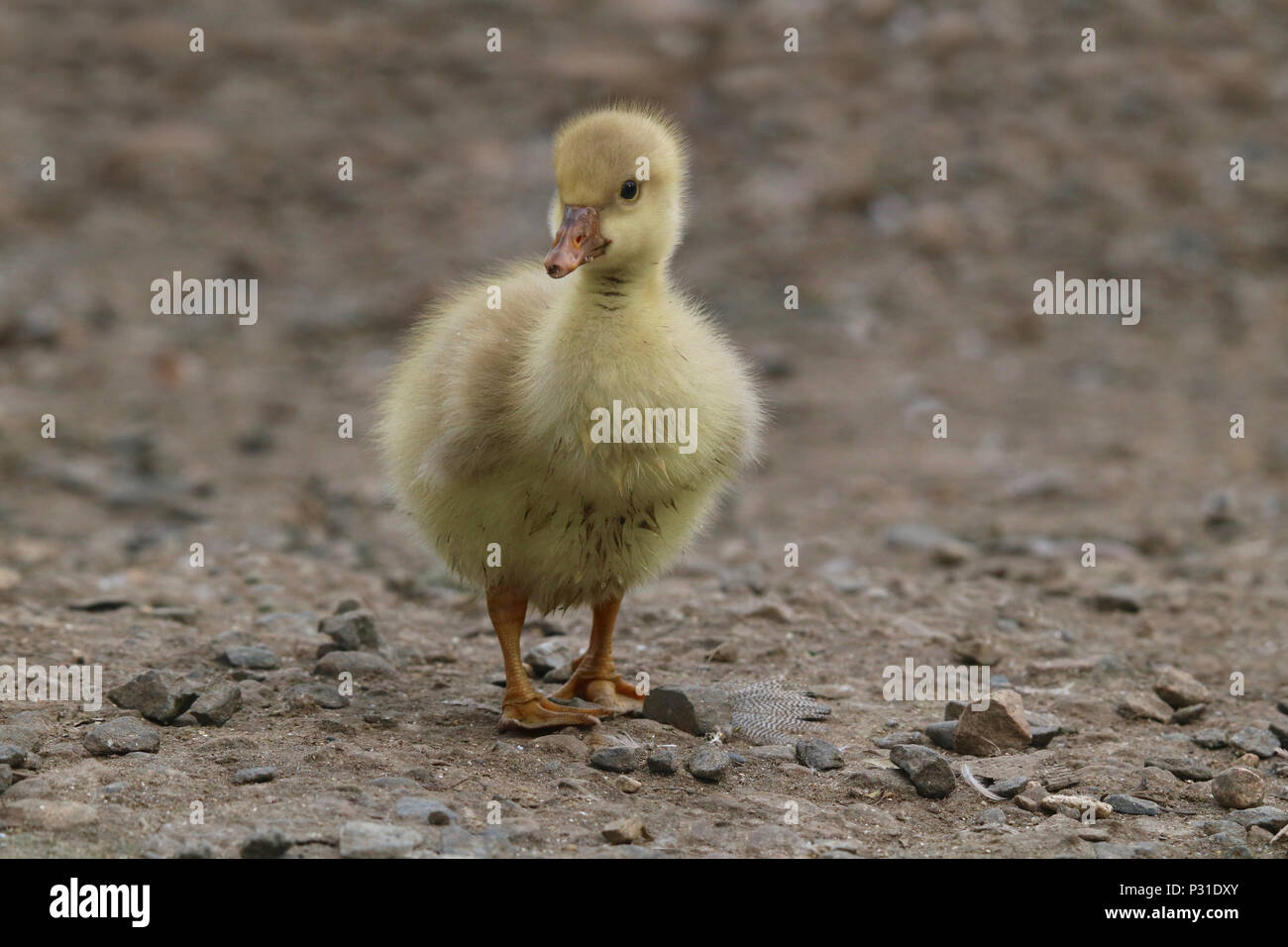 Eine flauschige kleine Gänschen allein in der Nähe eines Teiches steht. Stockfoto