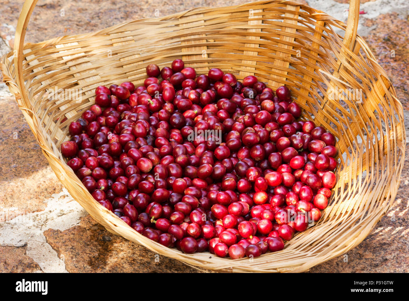 Ausgewählte reif Kaffeebohnen in einem Korb Stockfoto