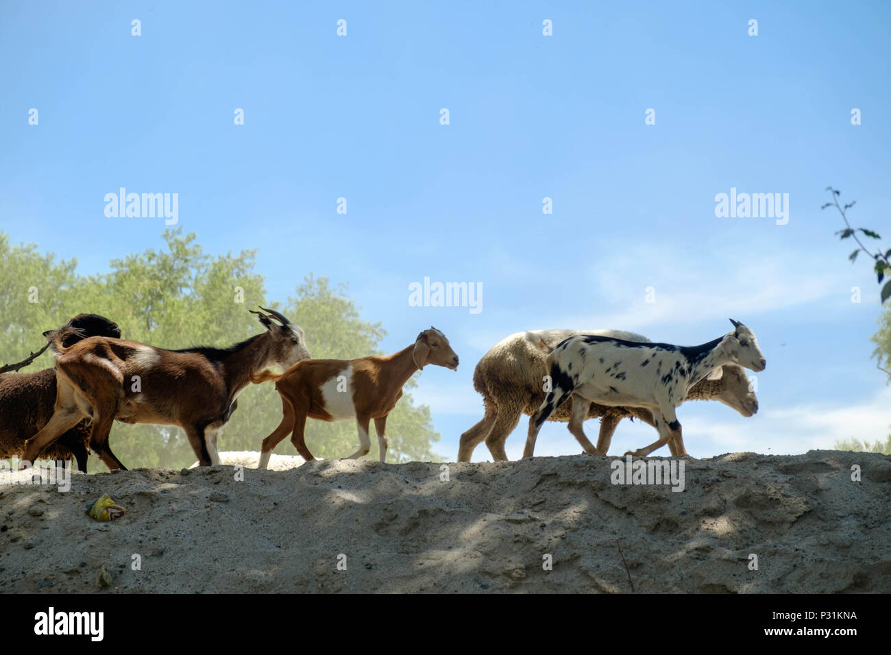 Eine Herde von Ziegen wird wieder auf die Felder getrieben. Die Ziegen in Zeilen oberhalb der Sand in der Landschaft in der Nähe von Cafayate, Argentinien. Stockfoto