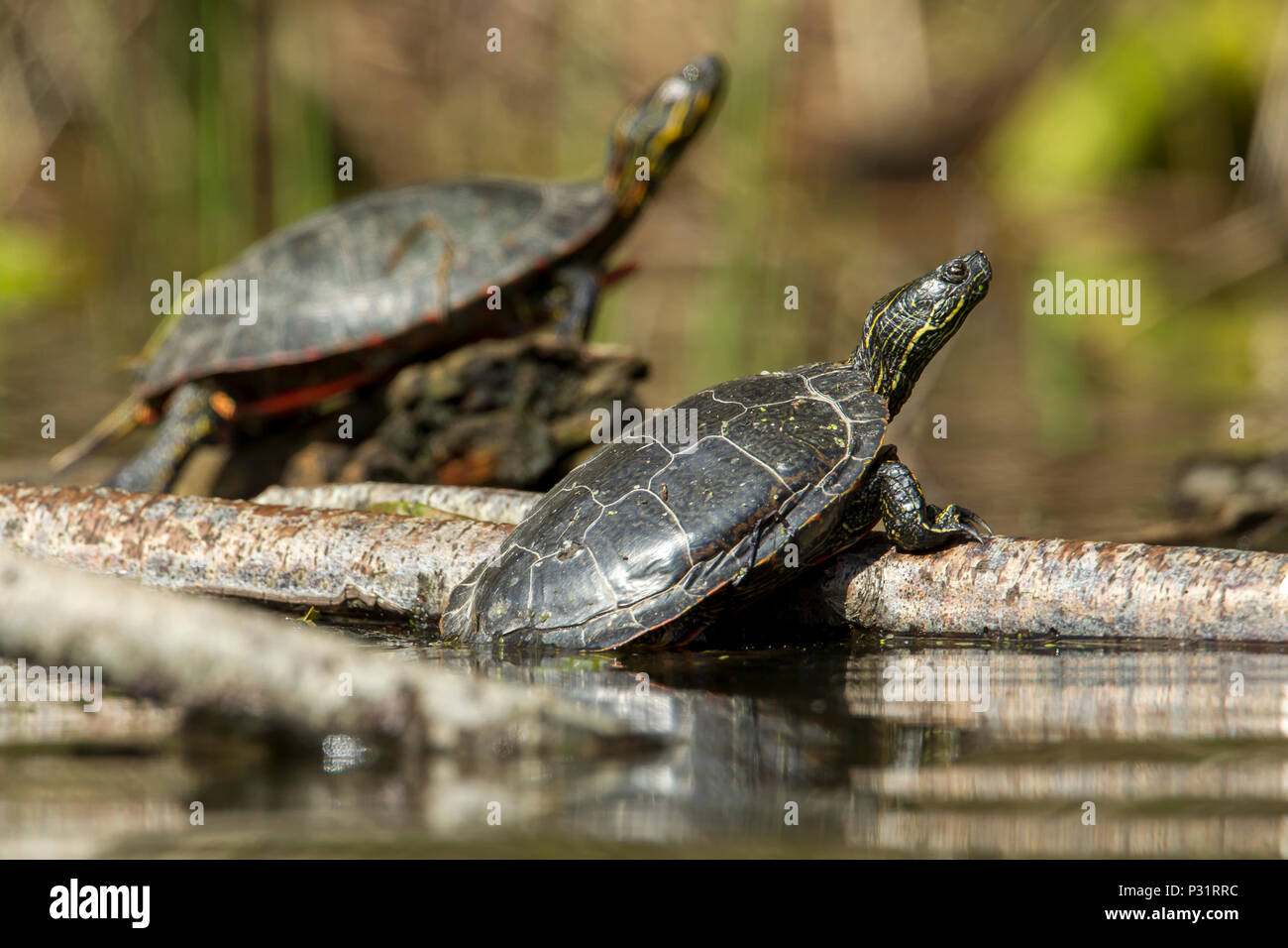 Zwei Amerika lackiert Schildkröten (chrysemys picta) aalen sich in der Sonne auf einer Anmelden Fernan Lake in Idaho. Stockfoto