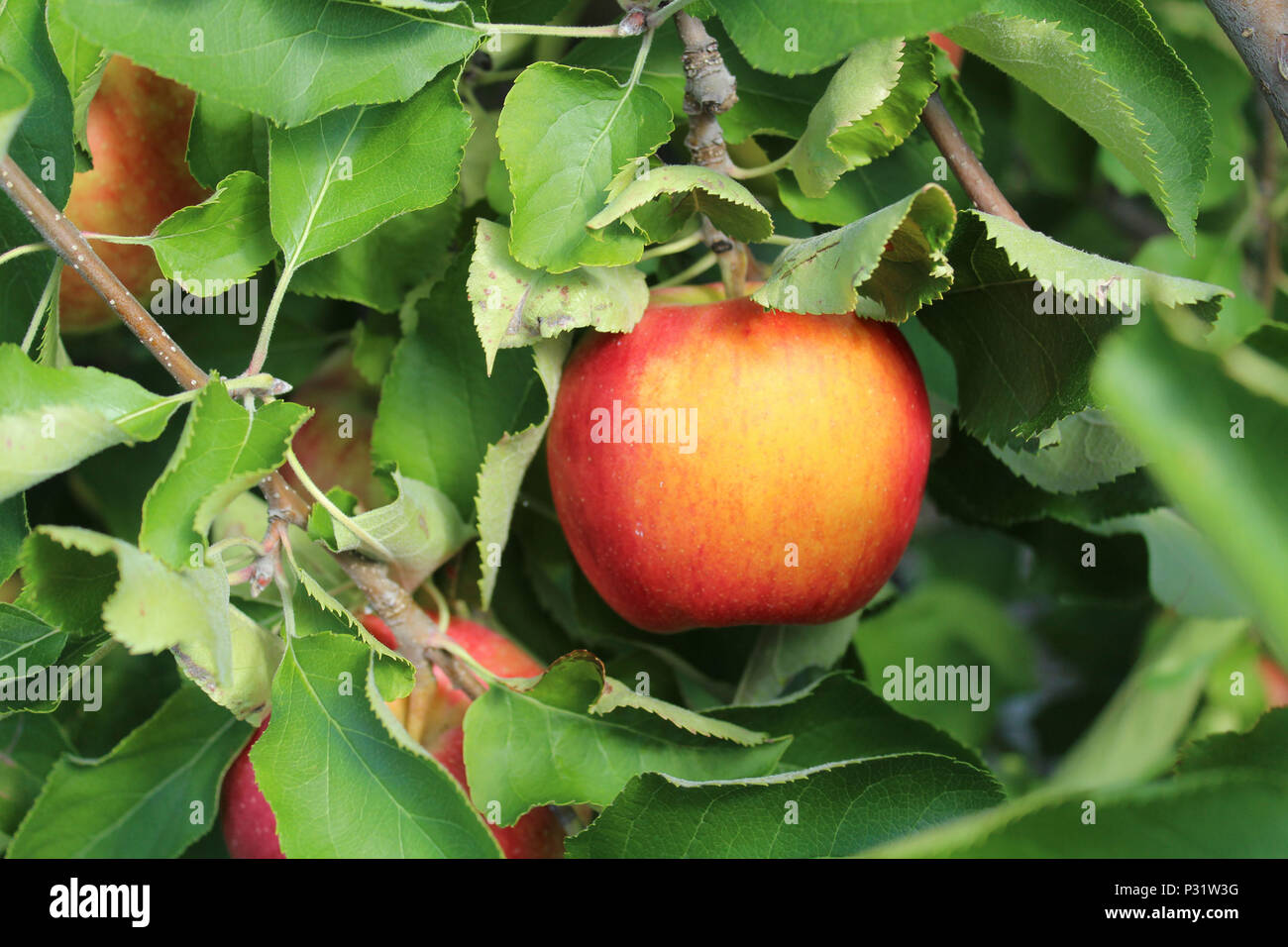 Apfelernte in der Finger Lakes Region Stockfoto