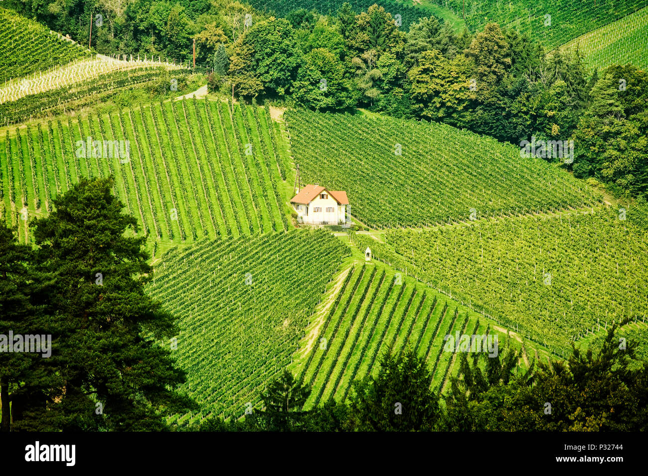 Weinberge bedecken die Hänge in der Nähe von Gamlitz, Österreich Stockfoto