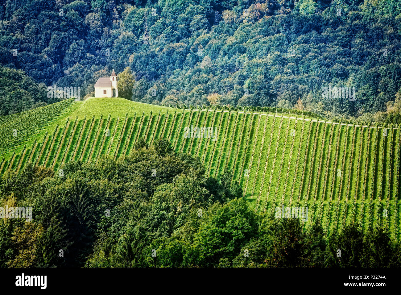 Die Weinberge der Steiermark in der Nähe von Gamlitz, Österreich. Stockfoto