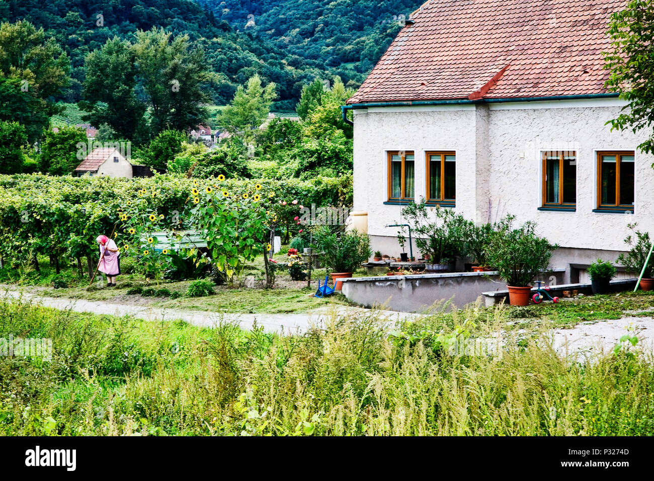 Eine ältere Frau hält Ihren kleinen Hof gut in Durnstein, Austria. Stockfoto