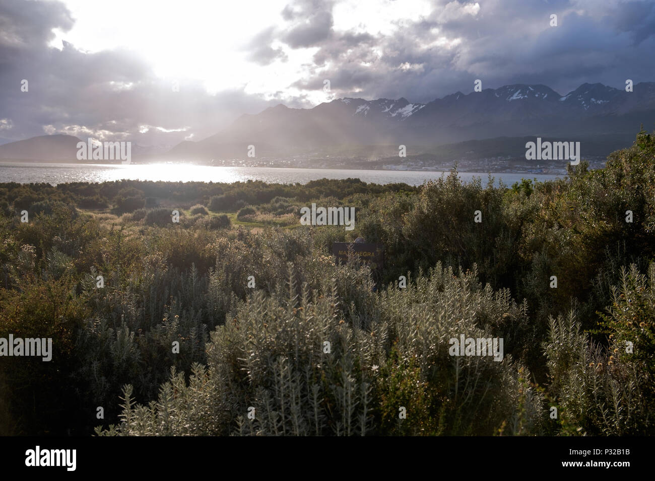 Die Sonne erleuchtet Ushuaia in der Ferne und die Pflanzen am Playa Larga im Vordergrund. Ushuaia liegt in einem stark bewölkt Region. Stockfoto
