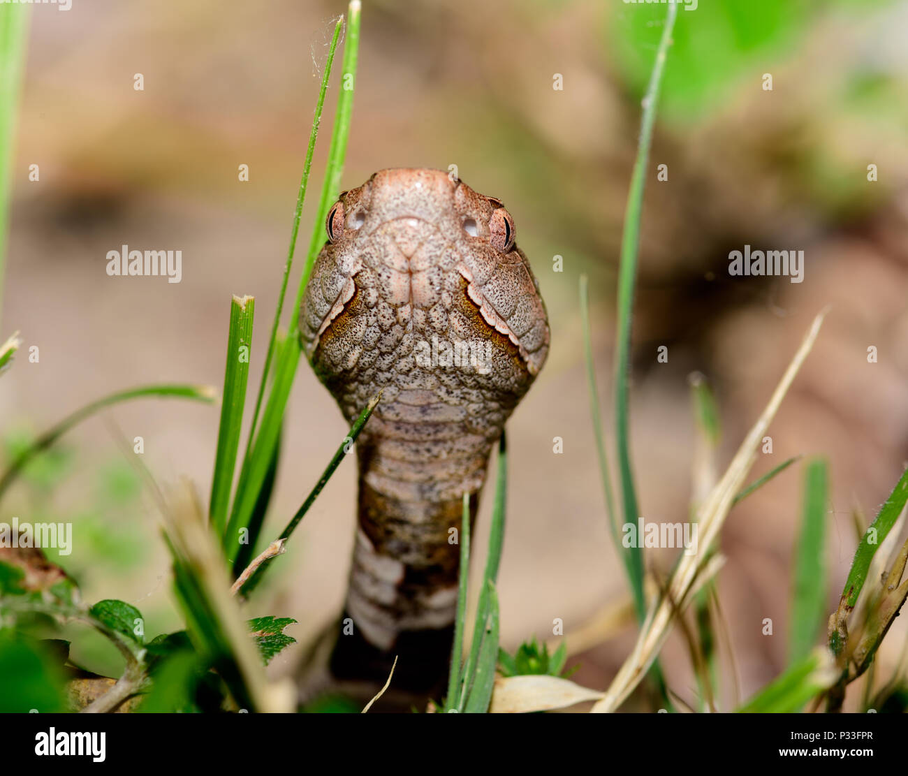 Östlichen Copperhead (Agkistrodon contortrix) close-up Stockfoto