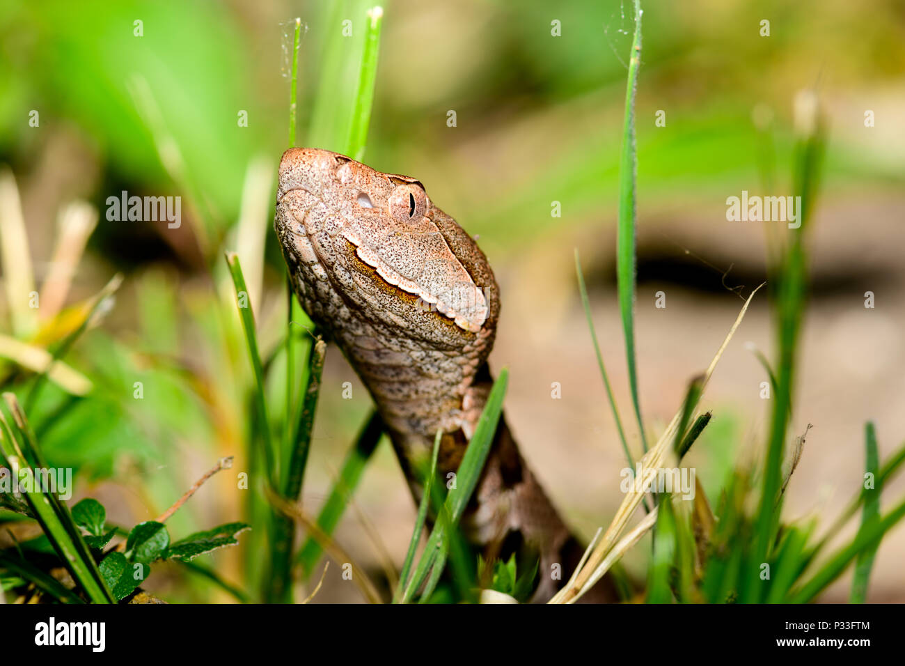 Östlichen Copperhead (Agkistrodon contortrix) close-up Stockfoto