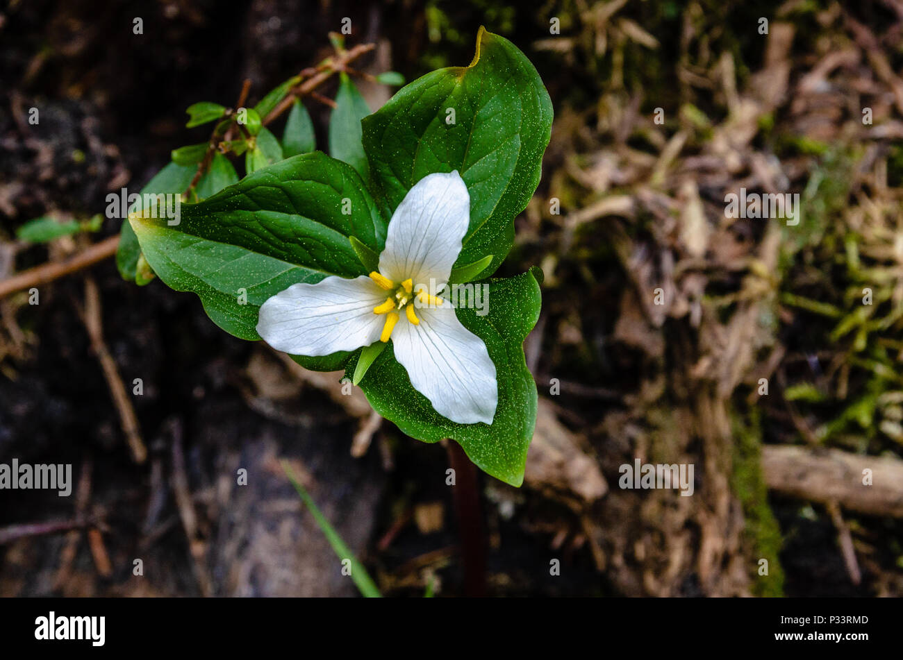 Trillium Blumen Stockfoto
