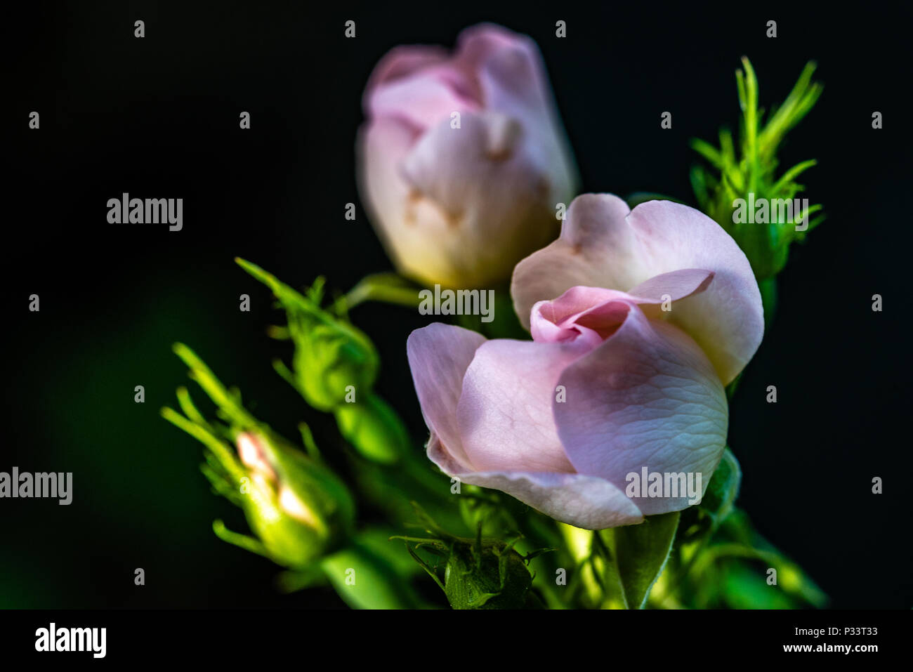 Kletterrosen Stockfoto