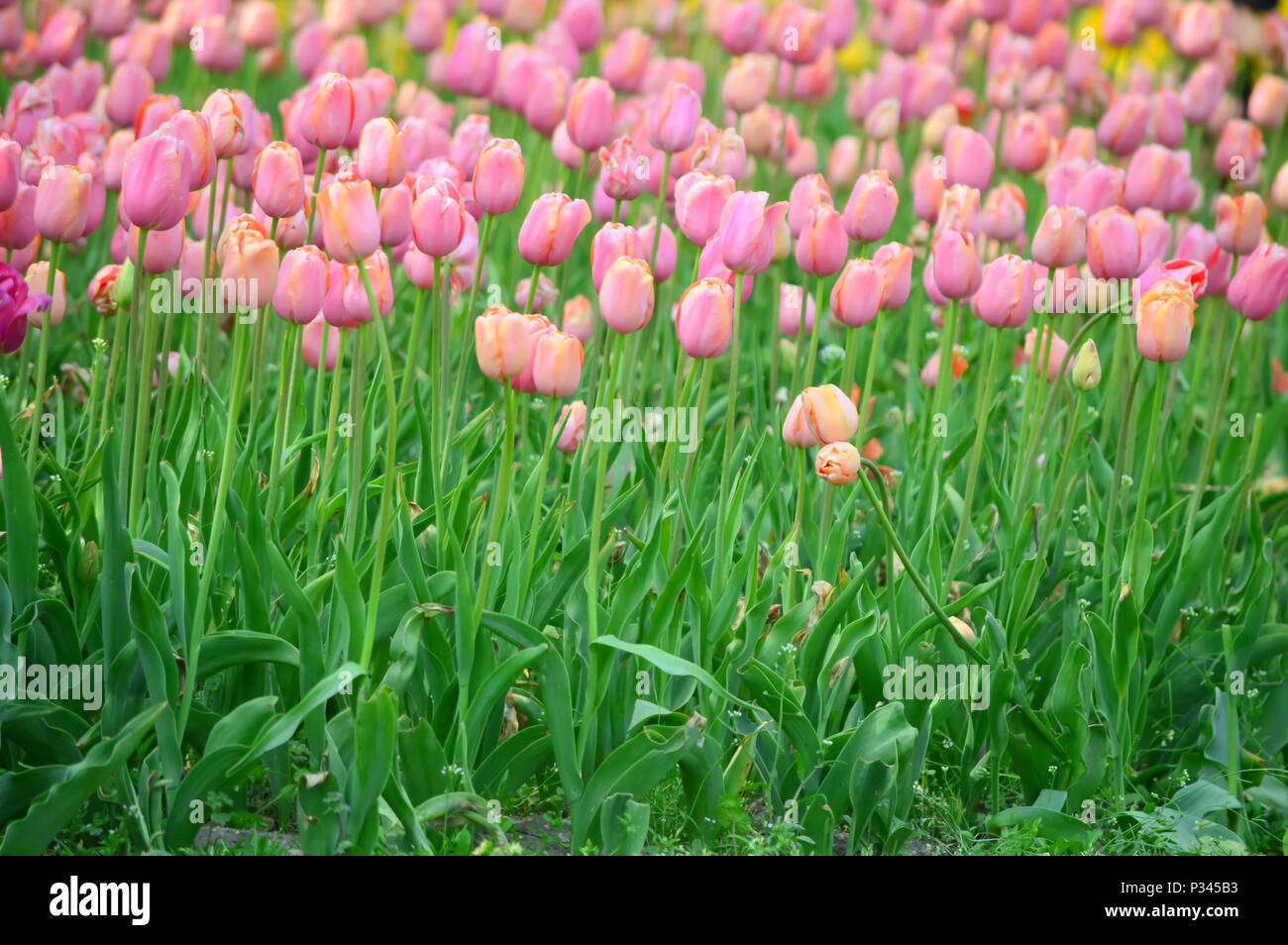 Beau Monde Tulpen am Windmühle Insel Tulip Garden Stockfoto