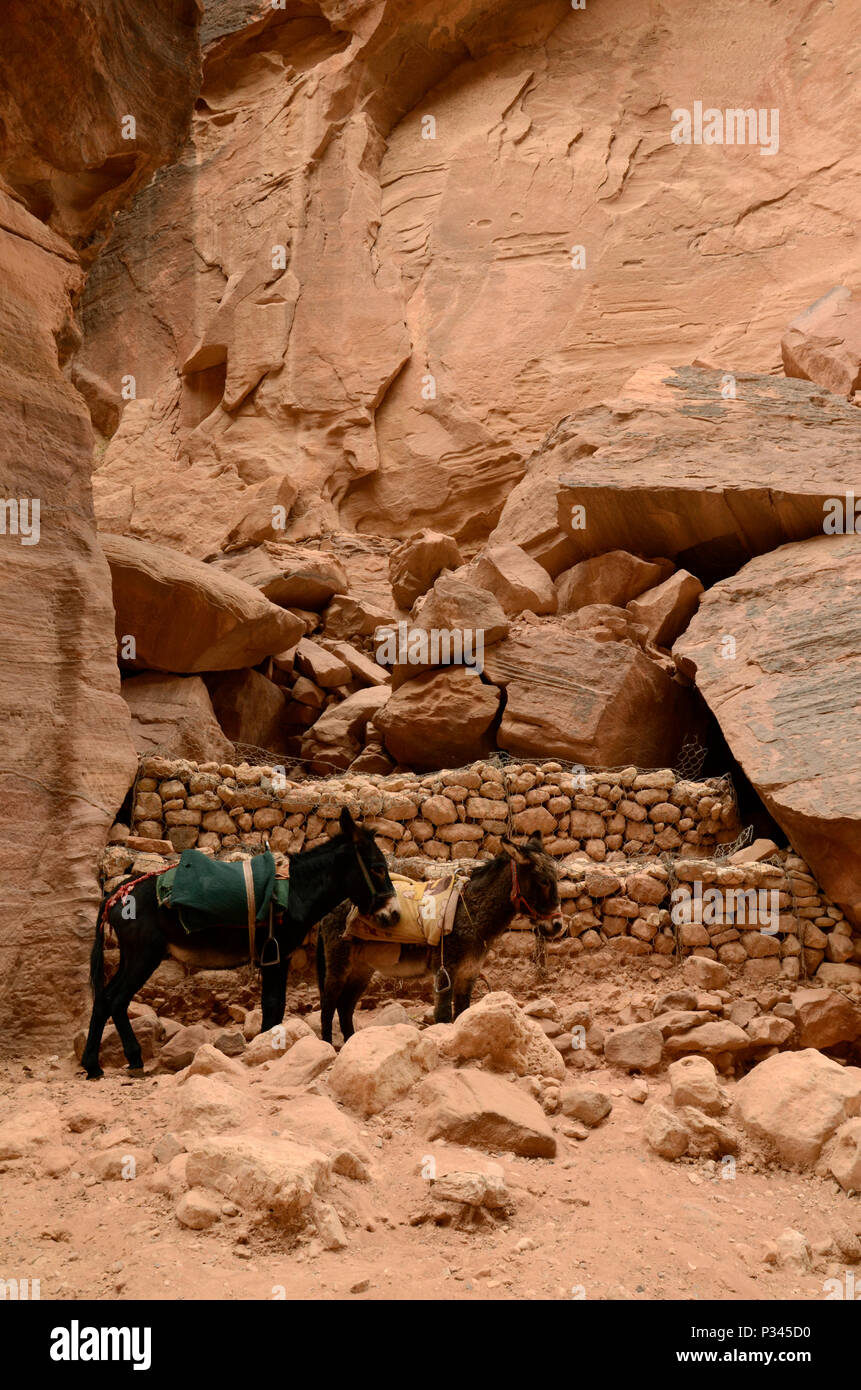 Donkey's Warten in der Schlucht von Petra, Jordanien, Naher Osten Stockfoto