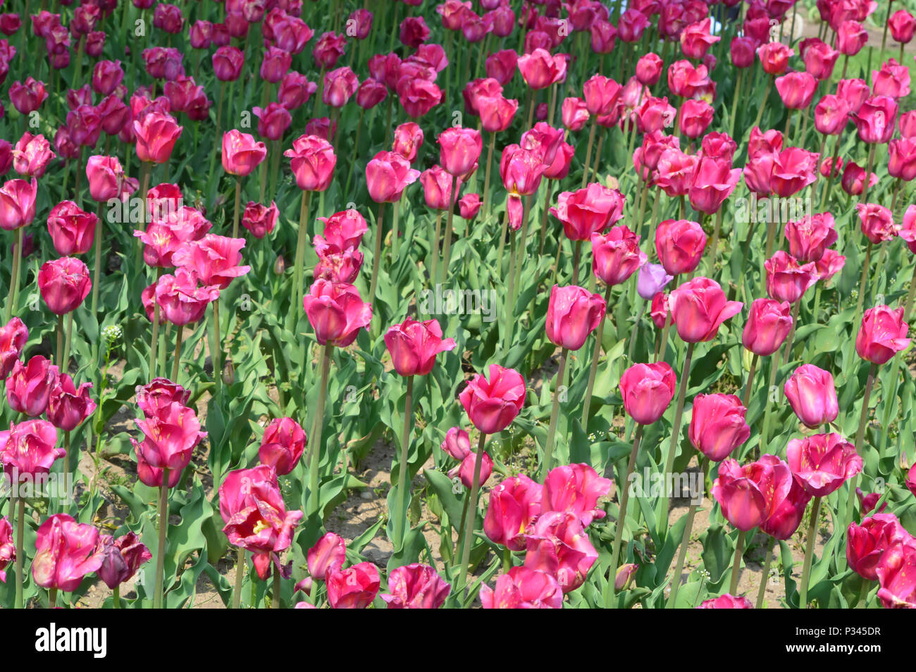 Beau Monde Tulpen am Windmühle Insel Tulip Garden Stockfoto