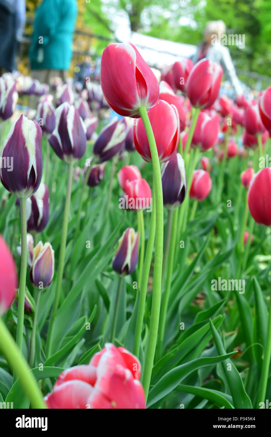 Tulpen Am Windmuhle Insel Tulip Garten Holland Stockfotografie Alamy