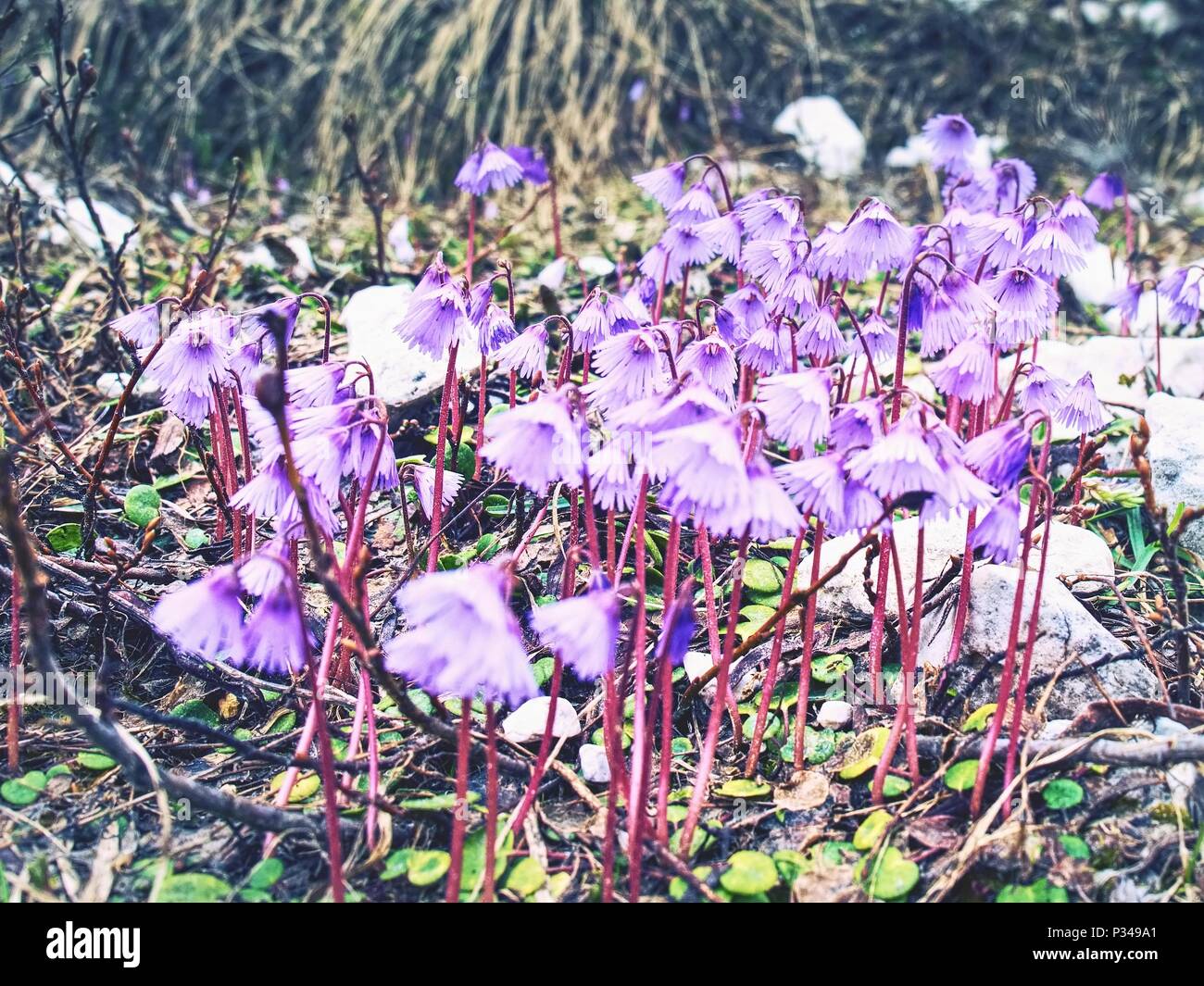 Alpen soldanelle Fotos und Bildmaterial in hoher Auflösung Alamy