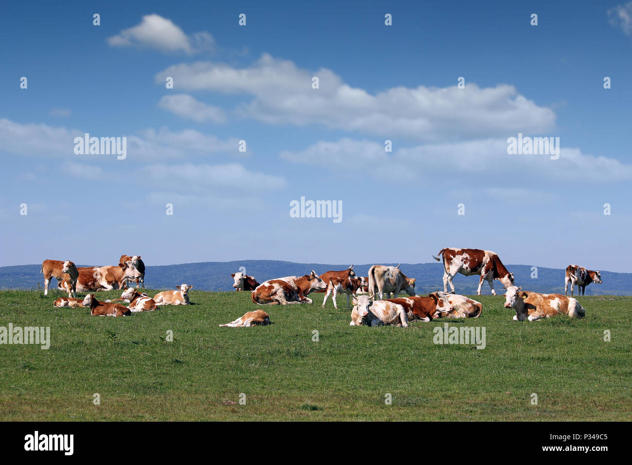 Herde der Kühe auf der Wiese Stockfoto