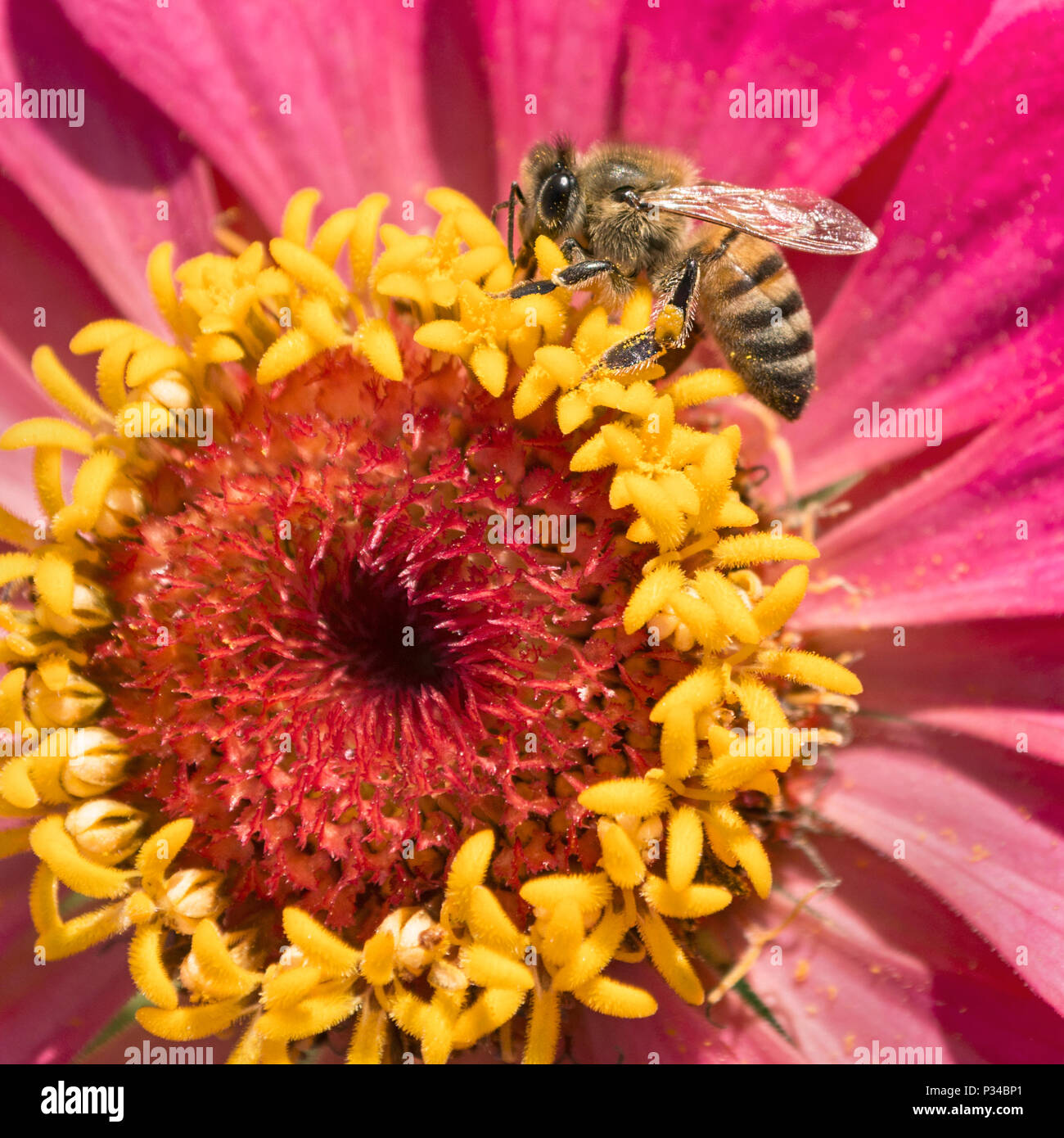 Nahaufziehmakro einer Honigbiene, die sich auf magenta rosa und ernährt Gelbe Zinnia Blume Stockfoto