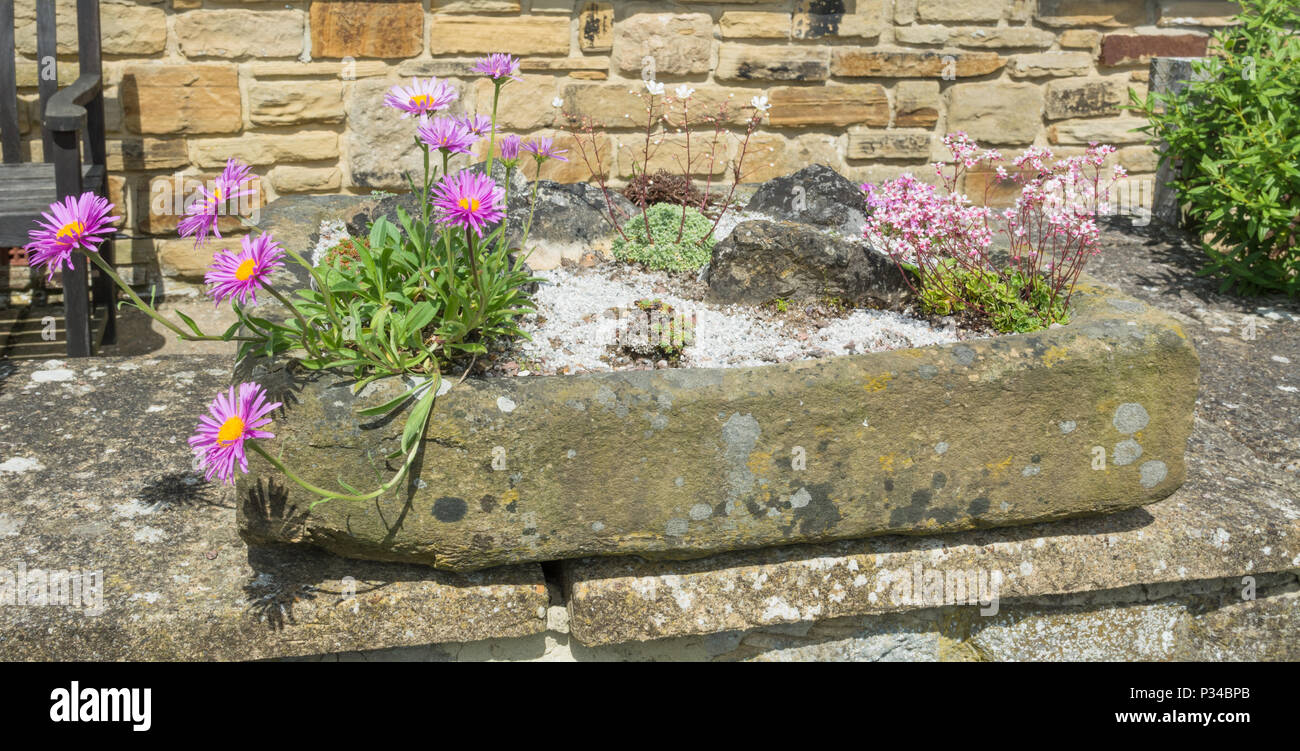 Stein garten Waschbecken bepflanzt mit alpines Stockfotografie Alamy