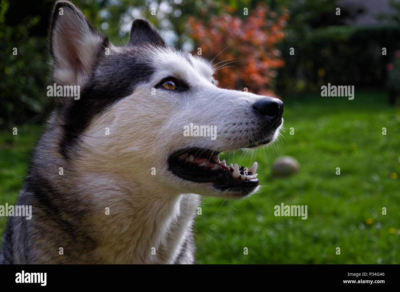 Siberian Husky Hund aufmerksam warten auf eine Wiese mit einer Kugel im Hintergrund Stockfoto