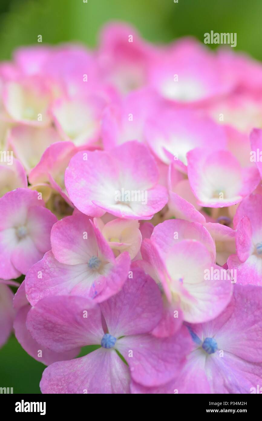 Makro Textur von pink hydrangea Blumen mit Wassertropfen Stockfoto