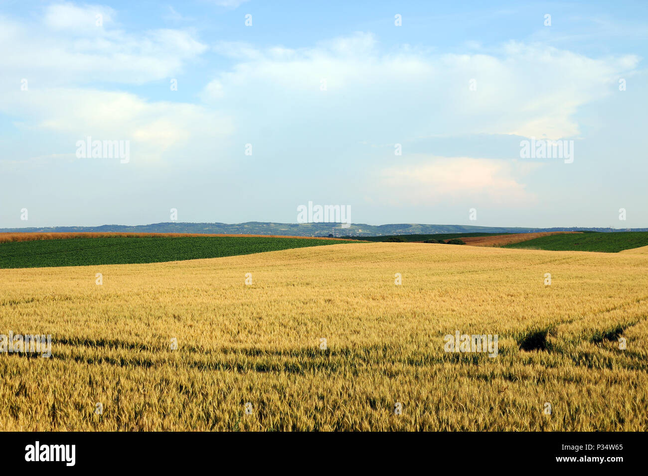 Weizenfeld Landschaft Vojvodina, Serbien Stockfoto