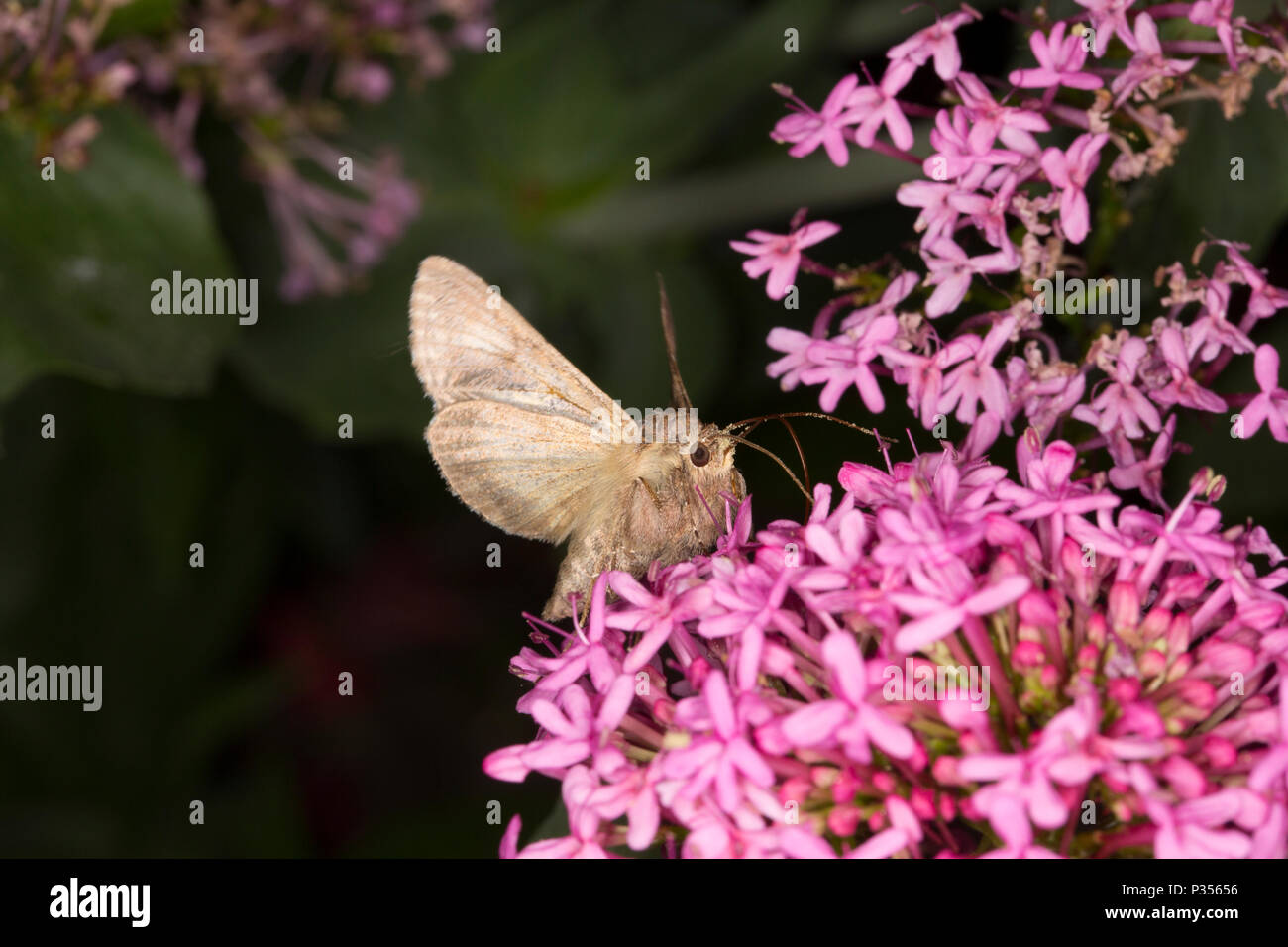 Ein Silber Y Moth, Autographa gamma, Fütterung auf rot Baldrian, Centranthus ruba, in der Dämmerung in einem Garten in Lancashire North West England UK GB. Das Silber Y Stockfoto